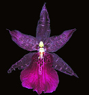 Dark Star ' Darth Vader'